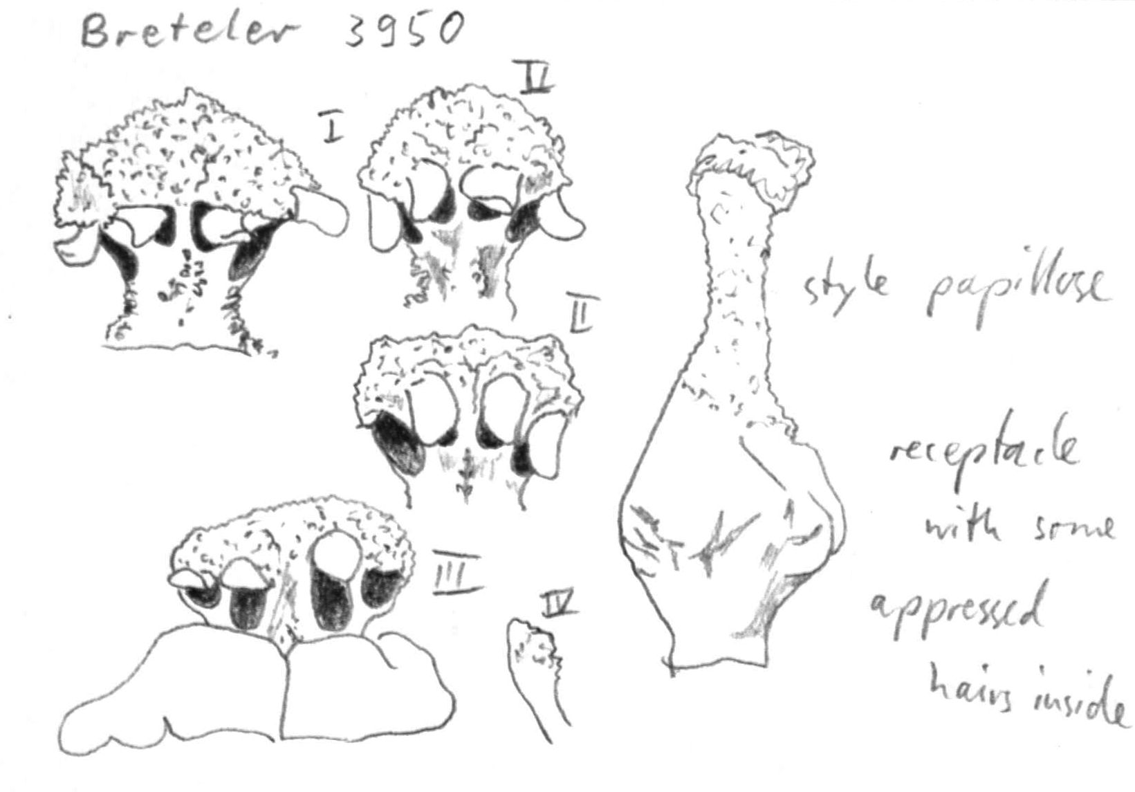 preview Nectandra aff. globosa (Aubl.) Mez